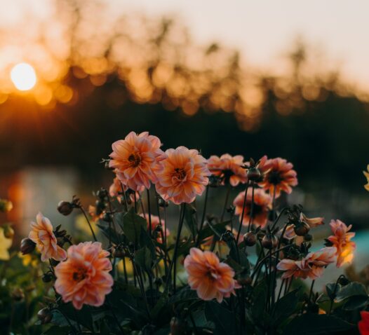Rosa blommor i förgrunden med en solnedgång i bakgrunden.